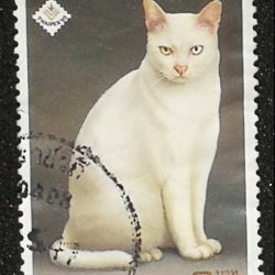 Thai Stamp Cat - 1